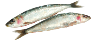 Sardines fraîches