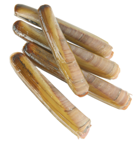 Cannolicchi freschi