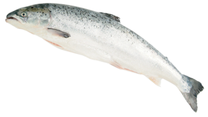 Lachs ganz ausgenommen frisch