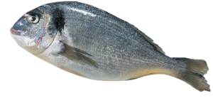 Orata reale fresca