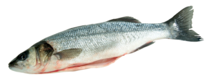 Wolfsbarsch frisch, 300-400 g