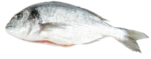 Orata reale fresca