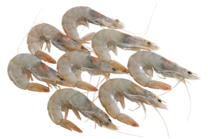 Crevettes crues, 40-60