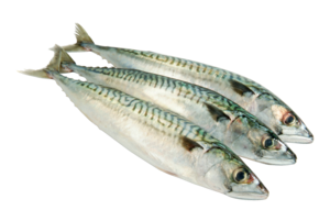Makrelen frisch, 300 g+