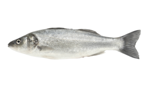 Wolfsbarsch frisch, 300-400 g