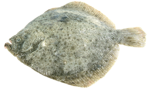 Aligro