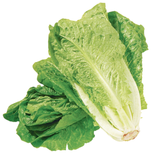 Romaine lettuce