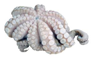 Tintenfisch Flower, 2-3 kg