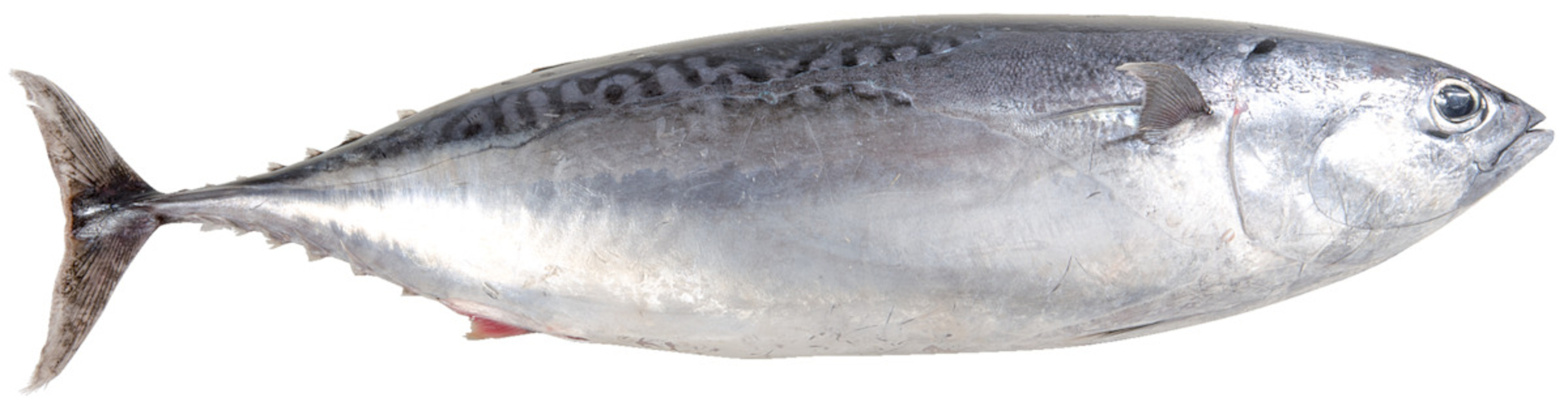Bonito frisch, kg